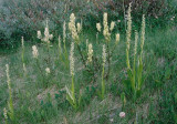 Similarly colored Platanthera huronensis and Castilleja sulphurea. Copper Mt. CO 8/6/11