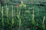 Similarly colored Platanthera huronensis and Castilleja sulphurea. Copper Mt. CO 8/6/11