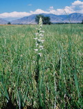 Spiranthes diluvialis (Ute Ladies-tresses) My hometown of Logan is in the distance. Mendon, Utah 7/27/12