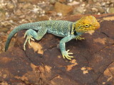 Common Collared Lizard (Crotaphytus collaris) I managed to sneak up on this gorgeous lizard. Arches Natl Park 7/20/12 