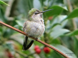 Annas Hummingbird, female