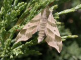 Virgina Creeper Sphinx Moth