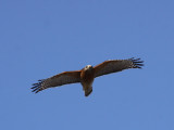 Red-Shouldered Hawk