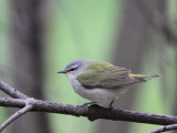 Tennessee Warbler