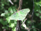 Luna Moth