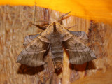 Walnut Sphinx Moth