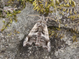 Lettered Sphinx Moth