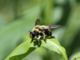 Bee-like Robber Fly - Laphria sacrator