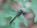 Green-faced Clubtail