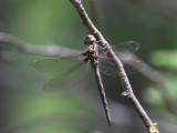 Springtime Darner (Female)