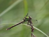 Rusty Snaketail (Female)