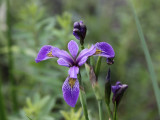 Blue Flag (Wild Iris)