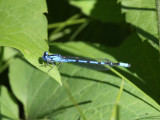 Northern Bluet