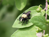 Bee-like Robber Fly - Laphria flavicollis