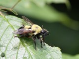 Bee-like Robber Fly - Laphria thoracica