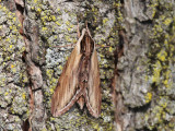 Laurel Sphinx