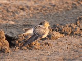 Buff-breasted Sandpiper