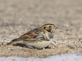 Lapland Longspur (Winter Male)