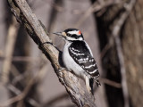 Hairy Woodpecker (Male)