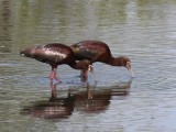 White-faced Ibis