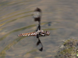 Common Whitetail (Female)