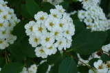 Spirea