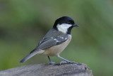 Coal Tit Llandudno