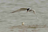 Common Tern Sizewell beach Suffolk