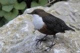 Dipper Ruthin