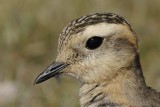 Dotterel Gt Orme Llandudno