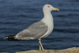 Yellow Legged Gull Ibiza