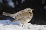 Fieldfare Kinmel Ind Estate,Clwyd