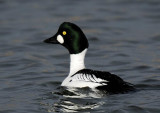 Goldeneye    Wales