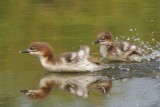 Goosander River Derwent