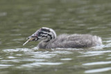 Great Crested Grebe  Shropshire