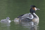 Great Crested Grebe  Shropshire