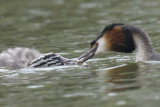 Great Crested Grebe  Shropshire