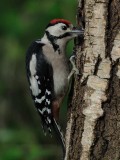 Great Spotted Woodpecker      England