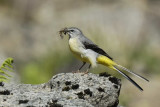 Grey Wagtail   North Wales