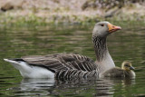 Greylag  Goose Derwentwater Cumbria