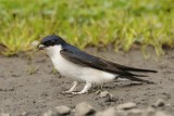 House Martin nr Holy Island Northumbria