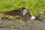 House Martin nr Holy Island Northumbria