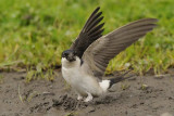 House Martin  England