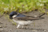 House Martin nr Holy Island Northumbria