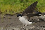 House Martin nr Holy Island Northumbria