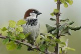 House Sparrow Conwy RSPB