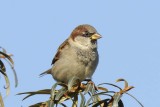 House Sparrow Conwy RSPB
