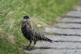 Jackdaw Llandudno