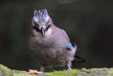 Jay Borrowdale Cumbria