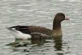 Lesser white Fronted Goose Conwy RSPB